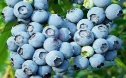 Powderblue Rabbiteye Blueberry - 6 Pack Of 1 Gallon Pots -Garden Plants Shop 3591 powder blue blueberry