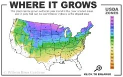 The Blues Colorado Spruce (Picea Pungens) - 6 Gallon Pot (4-5') -Garden Plants Shop 3A 8A 7