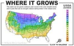 Dwarf Swiss Mountain Pine (Pinus Mugo 'Pumilio') - 2 Gallon Pot -Garden Plants Shop 3a 8b 18