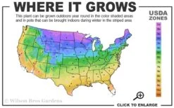 Black Gum Tupelo Tree (Nyssa Sylvatica) - 1 Gallon Pot -Garden Plants Shop 3a 9b 7