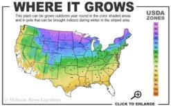 Grancy Graybeard - White Fringe Tree - 3 Gallon Pot -Garden Plants Shop 3b 9a