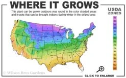 Blue Point Juniper - 1 Gallon Pot -Garden Plants Shop 3b 9b