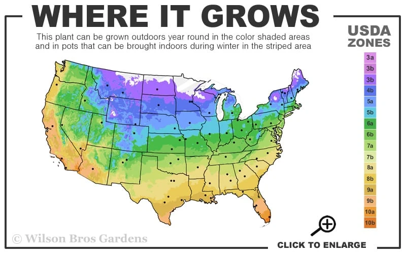 Peachy Knock Out Rose - 3 Gallon Pot 5 Peachy Knock Out Rose - 3 Gallon Pot - Image 3