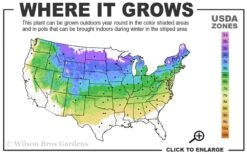 Vanderwolf's Pyramid Limber Pine (Pinus Flexilis) - 2 Gallon Pot -Garden Plants Shop 4a 8a 1