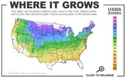 Maple Leaf Viburnum - 1 Gallon Pot -Garden Plants Shop 4a 8b 1