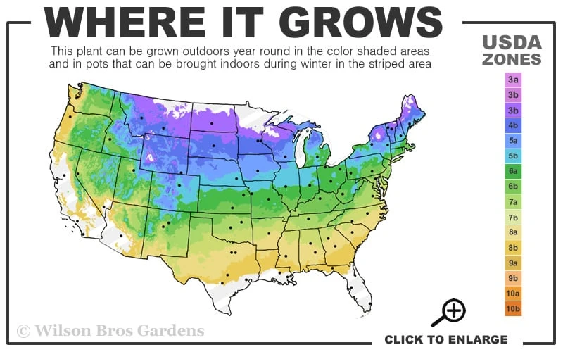 Dwarf Blue Arctic Willow Bush (Salix Purpurea 'Nana') - 2 Gallon Pot 5 Dwarf Blue Arctic Willow Bush (Salix Purpurea 'Nana') - 2 Gallon Pot - Image 3