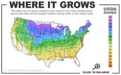 Silver Mound Artemisia - 5 Pack Of Quart Pots -Garden Plants Shop 4a 8b thumbnail 1