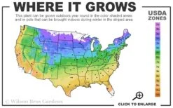 May Night Salvia - 5 Pack Of Quart Pots -Garden Plants Shop 4a 9b 80