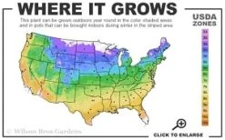 Sarah Pink Mountain Laurel (Kalmia Latifolia) - 3 Gallon Pot -Garden Plants Shop 4a 9b thumbnail 1