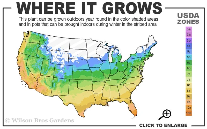 Anne Marie White Variegated Ivy (Hedera Helix) - 6 Pack Of 2.5" Pots 5 Anne Marie White Variegated Ivy (Hedera Helix) - 6 Pack Of 2.5" Pots - Image 3