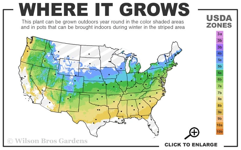Elmwood Gold Globe Hinoki Cypress - 1 Gallon Pot 5 Elmwood Gold Globe Hinoki Cypress - 1 Gallon Pot - Image 3