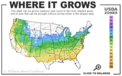 Chicago Luster Arrowwood Viburnum - 1 Gallon Pot 11 Chicago Luster Arrowwood Viburnum - 1 Gallon Pot -Garden Plants Shop 5a 8b 7