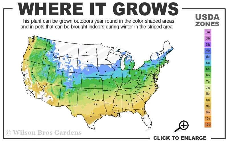 Elizabeth Magnolia (Tulip Tree) - 5 Gallon Pot 5 Elizabeth Magnolia (Tulip Tree) - 5 Gallon Pot - Image 3