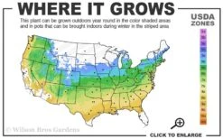 Toyo Nishiki Flowering Quince - Chaenomeles Speciosa - 5 Gallon Pot -Garden Plants Shop 5a 9a 8