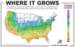 Bandwidth Dwarf Zebra Grass - 6 Pack Of 1 Gallon Pots -Garden Plants Shop 5a 9b 111