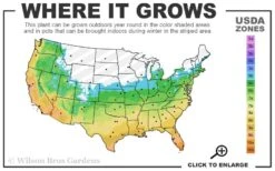 Claudia Wannamaker Southern Magnolia - 7 Gallon Pot (4-5') -Garden Plants Shop 5b 11 4