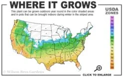 Bug Bat Pitcher Plant (Sarracenia) - 2.5 Quart Pot -Garden Plants Shop 5b 9b