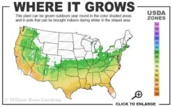 Autumn Starburst Encore Azalea - 1 Gallon Pot -Garden Plants Shop 6A 9B 16