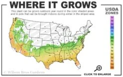 Autumn Empress Encore Azalea - 1 Gallon Pot -Garden Plants Shop 6B 9B 16