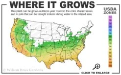 Summer Snow Gardenia - 3 Gallon Pot -Garden Plants Shop 6a 10a