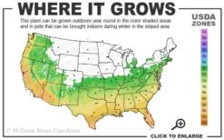 Winter's Snowman Camellia Hybrid - 3 Gallon Pot -Garden Plants Shop 6a 10a 3