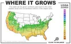 Gulftide Hardy Tea Olive (Osmanthus) - 2 Gallon Pot -Garden Plants Shop 6a 10b 3