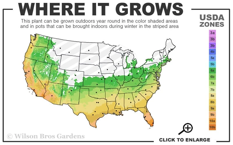 Blue Lagoon Rosemary - 1 Gallon Pot 5 Blue Lagoon Rosemary - 1 Gallon Pot - Image 3