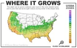 Little Galaxy Agapanthus (Lily Of The Nile) - 1 Gallon Pot -Garden Plants Shop 6a 11 16