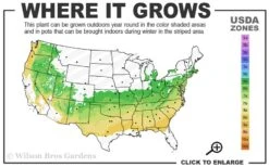 Southern Lady Pieris - 3 Gallon Pot 9 Southern Lady Pieris - 3 Gallon Pot -Garden Plants Shop 6a 8b 8