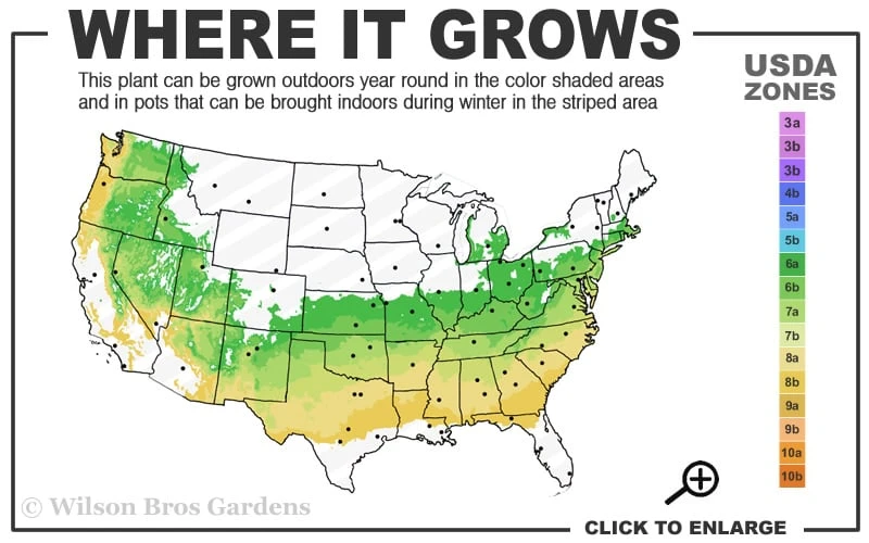Justin Brouwers Dwarf Boxwood - 1 Gallon Pot 4 Justin Brouwers Dwarf Boxwood - 1 Gallon Pot - Image 3