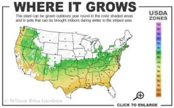 Arp Rosemary - 6 Pack Of Pint Pots -Garden Plants Shop 6a 9a