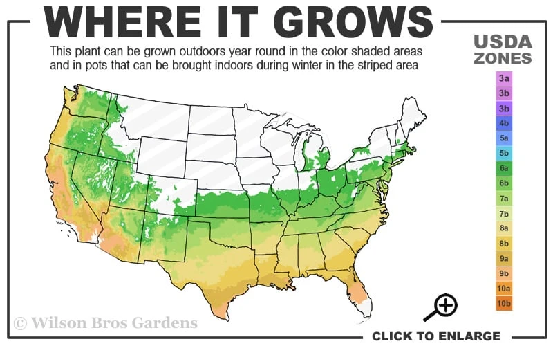Enduring Summer Red Crape Myrtle - 5 Gallon Pot 5 Enduring Summer Red Crape Myrtle - 5 Gallon Pot - Image 3