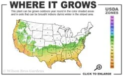 Arctic Dawn Cold Hardy Pink Camellia Hybrid - 1 Gallon Pot -Garden Plants Shop 6b 10a