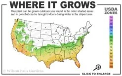 Black Stripe Bamboo - Phyllostachys Nigra Megurochiku - 3 Gallon Pot -Garden Plants Shop 6b 10b 10