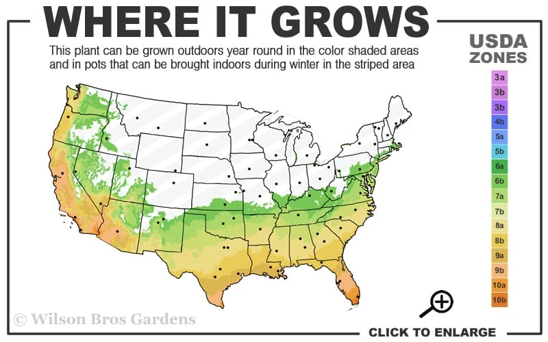 My Fair Myrtle Crape Myrtle (Lagerstroemia) - 3 Gallon Pot 5 My Fair Myrtle Crape Myrtle (Lagerstroemia) - 3 Gallon Pot - Image 3