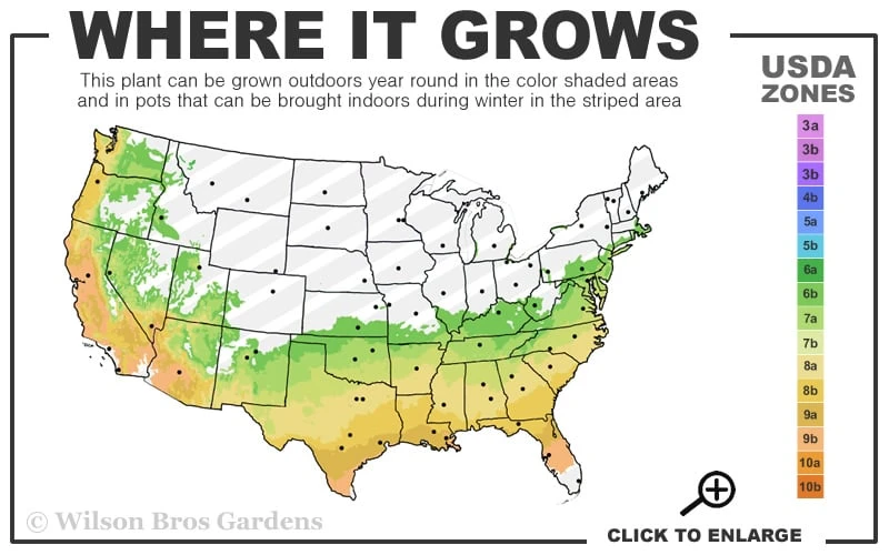 April Blush Cold Hardy Pink Camellia - 3 Gallon Pot 5 April Blush Cold Hardy Pink Camellia - 3 Gallon Pot - Image 3