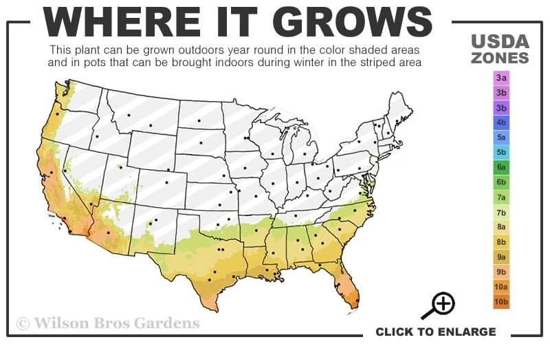 Everblooming Banana Shrub - Michelia Figo 'Hagiwara' - 6 Pack Of 1 Gallon Pots 5 Everblooming Banana Shrub - Michelia Figo 'Hagiwara' - 6 Pack Of 1 Gallon Pots - Image 3
