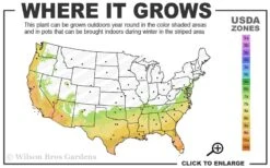 Early Bird Lavender Crape Myrtle - 3 Gallon Pot -Garden Plants Shop 7a 10a