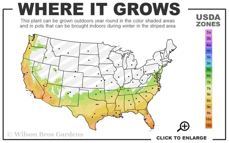 Mirror Leaf Sweet Viburnum - 7 Gallon Pot (3-4') 5 Mirror Leaf Sweet Viburnum - 7 Gallon Pot (3-4') - Image 3