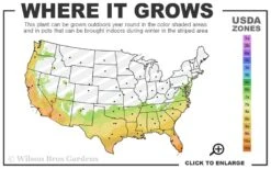 Double Dynamite Crape Myrtle Tree (Single Trunk Tree) - 5 Gallon Pot 9 Double Dynamite Crape Myrtle Tree (Single Trunk Tree) - 5 Gallon Pot -Garden Plants Shop 7a 10b 75