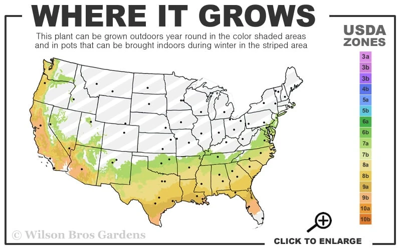 Blue Ice Arizona Cypress - 3 Gallon Pot 5 Blue Ice Arizona Cypress - 3 Gallon Pot - Image 3