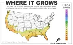 Sonset Hardy Lantana - 1 Gallon Pot -Garden Plants Shop 7b 10b 14