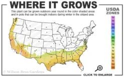 Becky Blue Rabbiteye Blueberry - 2.5 Quart Pot 8 Becky Blue Rabbiteye Blueberry - 2.5 Quart Pot -Garden Plants Shop 7b 9b 3