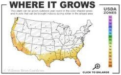 Purple Delight Agapanthus (Lily Of The Nile) - 2 Gallon Pot -Garden Plants Shop 8a 11 12