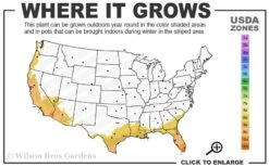 Alphonse Karr Golden Bamboo (Bambusa Multiplex) - 2 Gallon Pot -Garden Plants Shop 8b 11 1