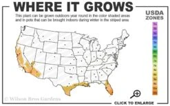 Little Lucky Peach Glow Lantana - 1 Gallon Pot -Garden Plants Shop 9a 11 3