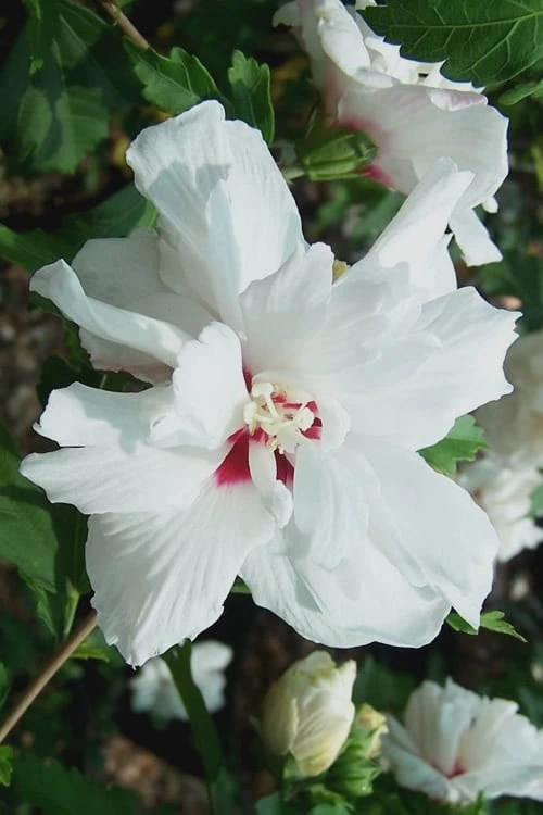 Morning Star Rose Of Sharon (Althea) - Hibiscus Syriacus - 3 Gallon Pot 3 Morning Star Rose Of Sharon (Althea) - Hibiscus Syriacus - 3 Gallon Pot
