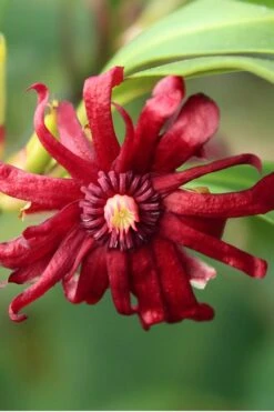 Miss Scarlett Florida Anise (Illicium Floridanum) - 3 Gallon Pot -Garden Plants Shop Anise Miss Scarlet 16