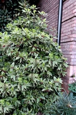 Pink Frost Florida Anise - Illicium Floridanum - 1 Gallon Pot -Garden Plants Shop Anise Pink Frost 12