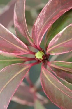 Pink Frost Florida Anise - Illicium Floridanum - 3 Gallon Pot -Garden Plants Shop Anise Pink Frost 14 1